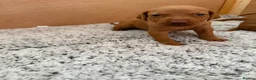 Hungarian Vizsla dogs for sale: KC registered Hungarian Vizsla puppies - Advert 9