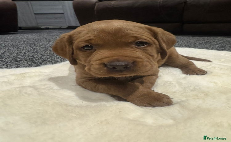 Labrador Retriever dogs - Advert 3