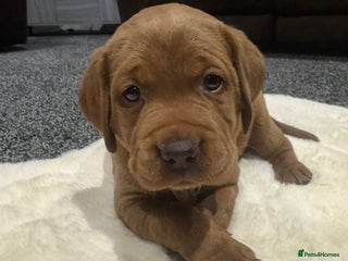 Labrador Retriever dogs - Advert 2