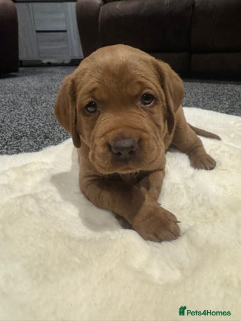 Labrador Retriever dogs - Advert 3