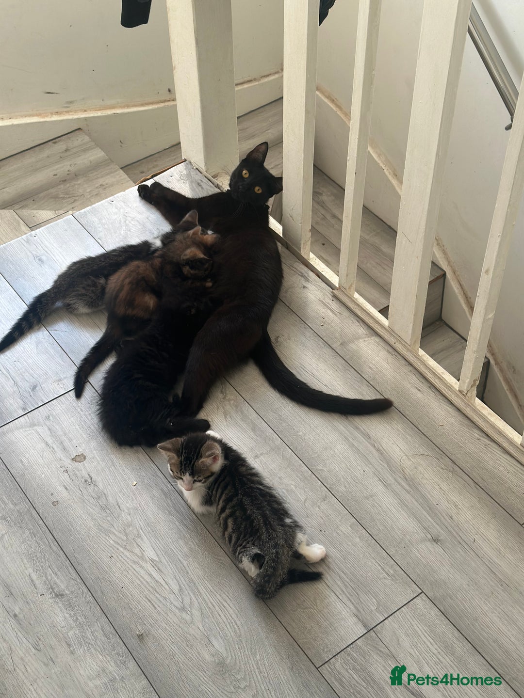 British Shorthair cats for sale: Ready for love - Image 14