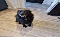 Mixed Breed dogs for adoption: Meet Bear, currently residing in Staffordshire  - Image 5