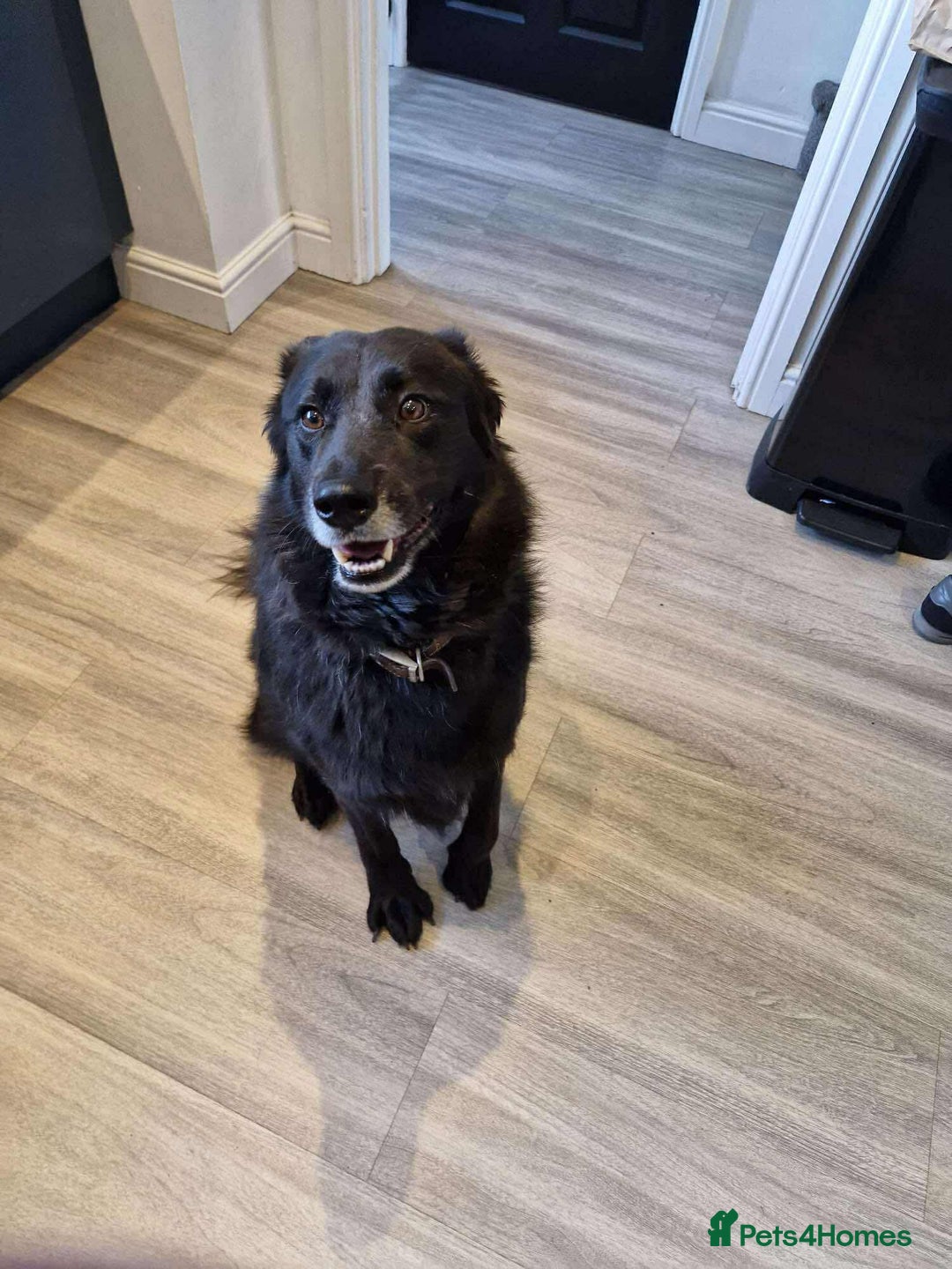 Mixed Breed dogs for adoption: Meet Bear, currently residing in Staffordshire  - Image 5