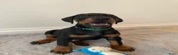 Dobermann dogs for sale: KC Registered Doberman Pups - Advert 6