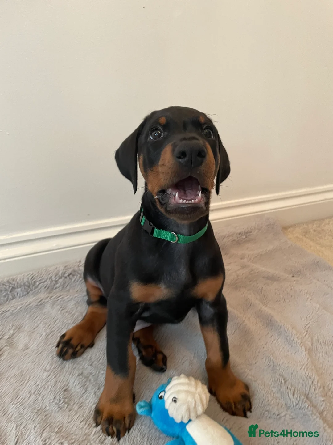 Dobermann dogs for sale: KC Registered Doberman Pups - Advert 6