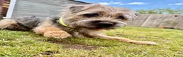 Border Terrier dogs for stud: Rusty – Proven, SLEM Clear Border Terrier Stud  - Advert 7