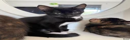 Mixed Breed cats for sale: 6 lovely kittens looking home - 🩷3 girls 🩵3 boys in Sutton-in-Ashfield - Advert 17