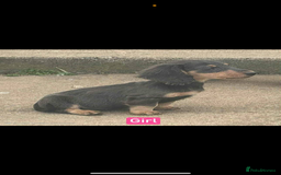 Miniature Dachshund dogs for sale: Miniature Dachshunds  - Image 1