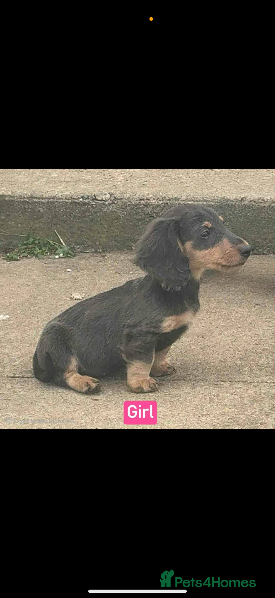 Miniature Dachshund dogs for sale: Miniature Dachshunds  - Image 1