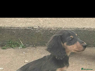 Miniature Dachshund dogs - Advert 17