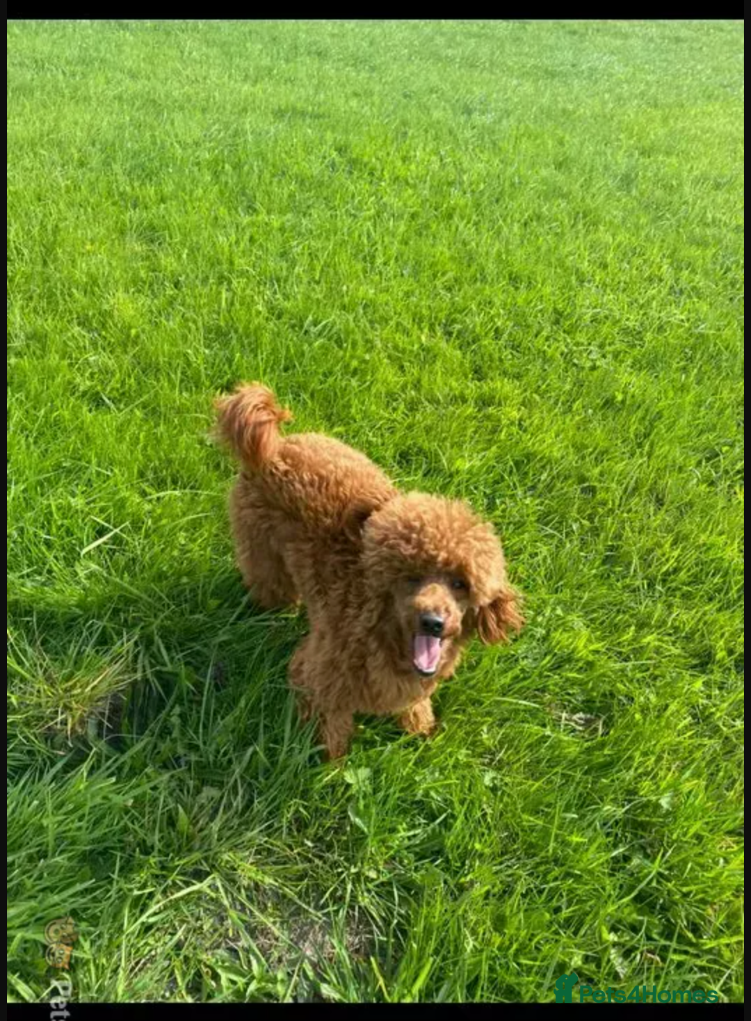 Cavapoo dogs for stud: FULLY Health Tested KC Toy Poodle STUD in Bacup - Advert 3
