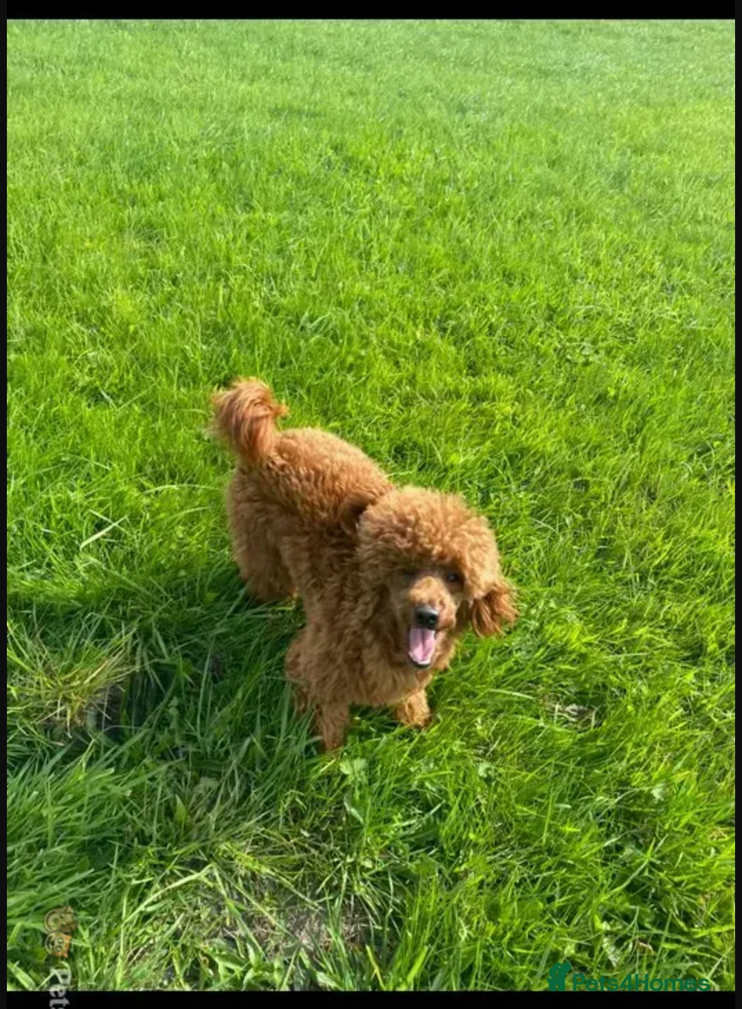 Cavapoo dogs for stud: FULLY Health Tested KC Toy Poodle STUD in Bacup - Advert 3