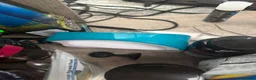 Cichlids fish for sale: Eheim vivaline 240 full set up & fish in Plymouth - Advert 7