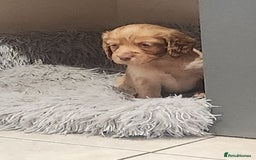 Cocker Spaniel dogs for sale: 3 kc reg working cocker spaniels avaliable  - Image 11