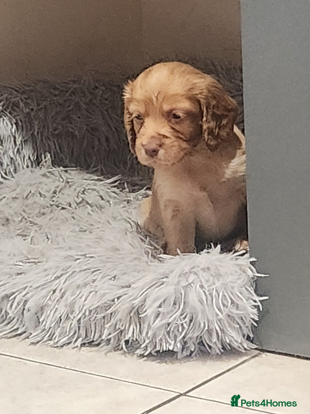 Cocker Spaniel dogs for sale: 3 kc reg working cocker spaniels avaliable  - Image 11