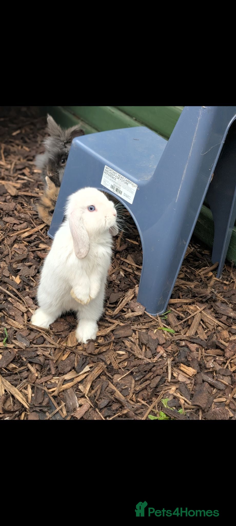 Lionhead rabbits Mini lop and Lionhead male - Advert 6