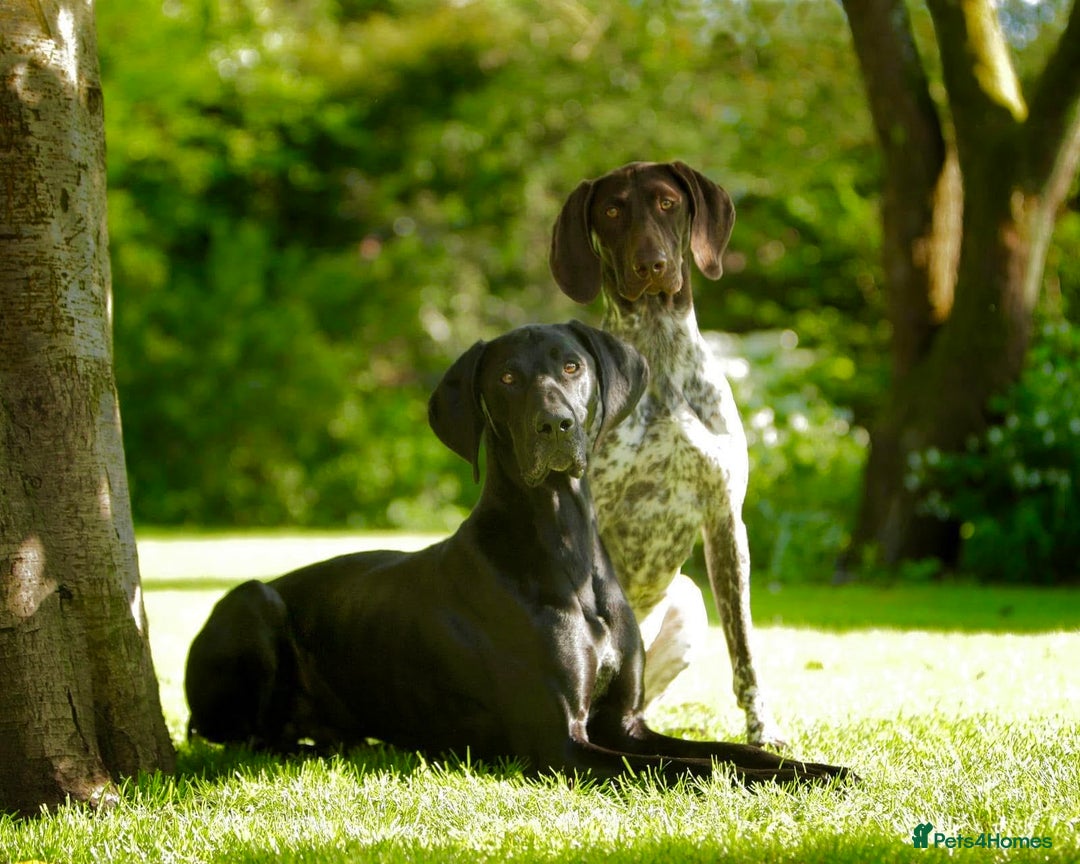 German Shorthaired Pointer dogs for sale: Stunning litter of German Shorthaired Pointers - Advert 11