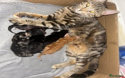 Maine Coon cats for sale: Maine coon boys - Image 4