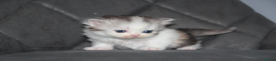 Scottish Fold Kitten 5