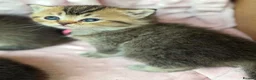 British Shorthair cats for sale: ⭐️CHUNKY TICA BRITISH SHORTHAIR KITTENS⭐️ - Advert 14