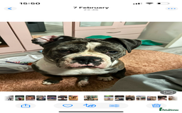 Old Tyme Bulldog dogs for sale: The amazing Lola  - Advert 3