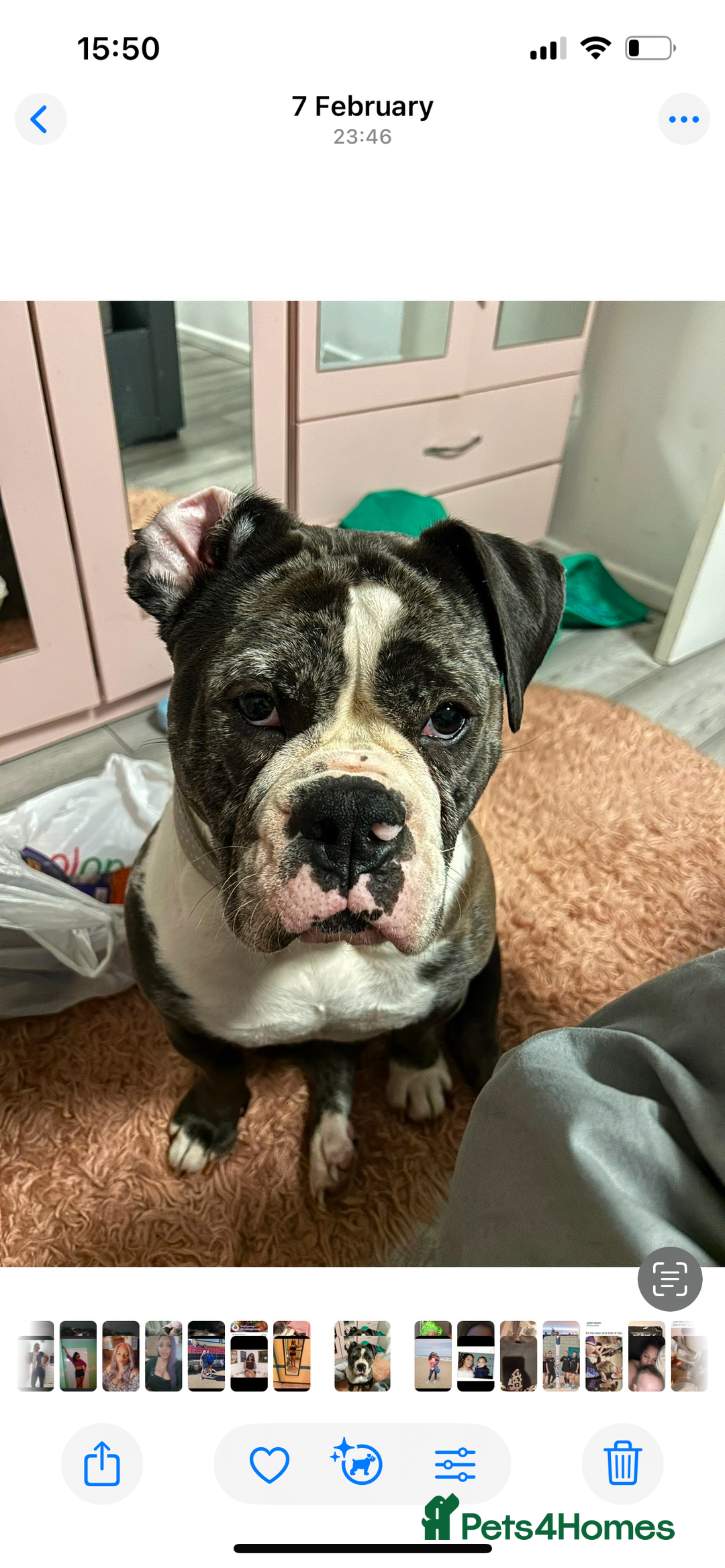 Old Tyme Bulldog dogs for sale: The amazing Lola  - Advert 3