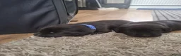 Labrador Retriever dogs for sale: Black labrador puppys in Worksop - Advert 2
