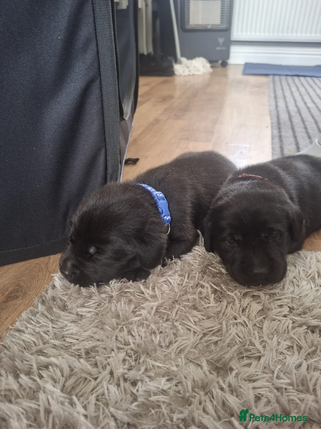 Labrador Retriever dogs for sale: Black labrador puppys in Worksop - Advert 2