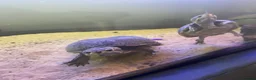 Turtle reptiles for sale: Two male musk turtles  - Advert 4