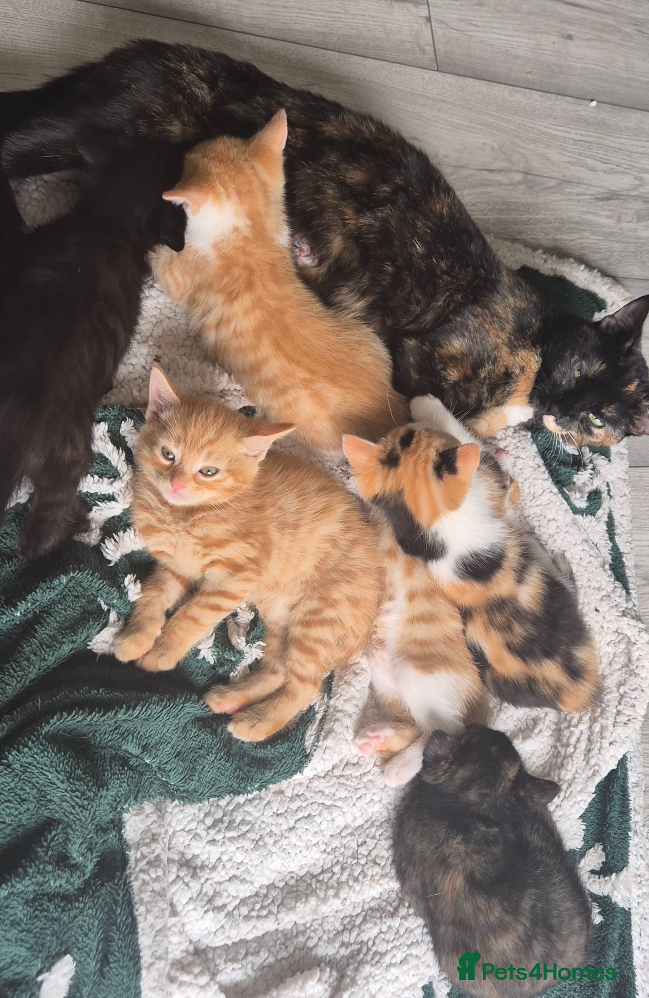 Mixed Breed cats 3 female kittens left! - Advert 14