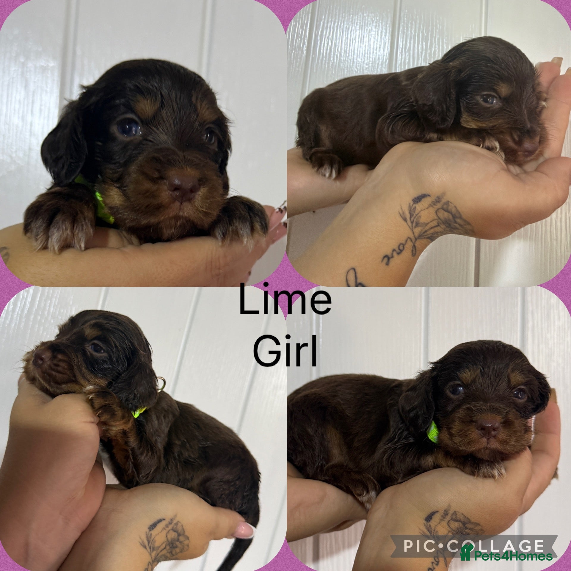 Cocker Spaniel dogs for sale: Cocker spaniel puppy’s 🐶  - Advert 1