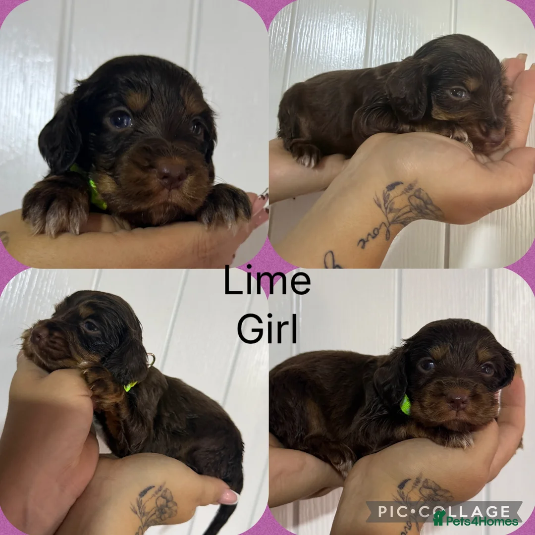 Cocker Spaniel dogs for sale: Cocker spaniel puppy’s 🐶  - Advert 1