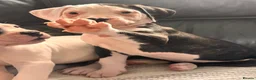 American Bulldog dogs for sale: ❤️AMERICAN BULLDOG PUPPIES   1 GIRL LEFT ❤️🐾 - Advert 2