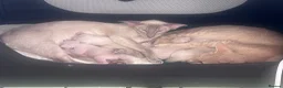 Siamese cats for sale: Siamese kittens - Advert 16