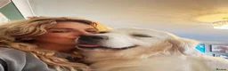 Golden Retriever dogs for sale: 9 exceptional Golden retriever  - Advert 14