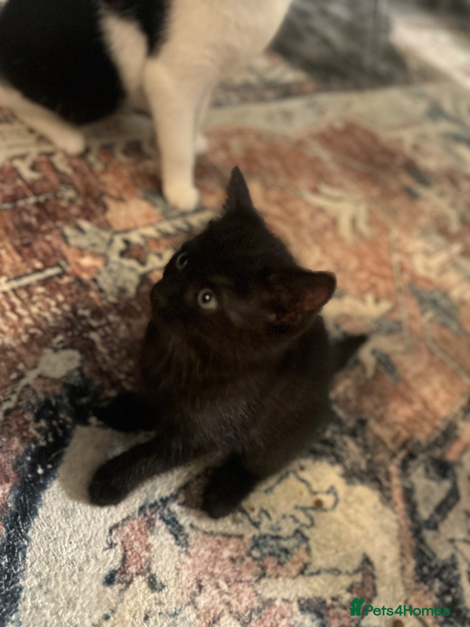Mixed Breed cats for sale: Last 2 remaining reduced beautiful playful kittens - Advert 6