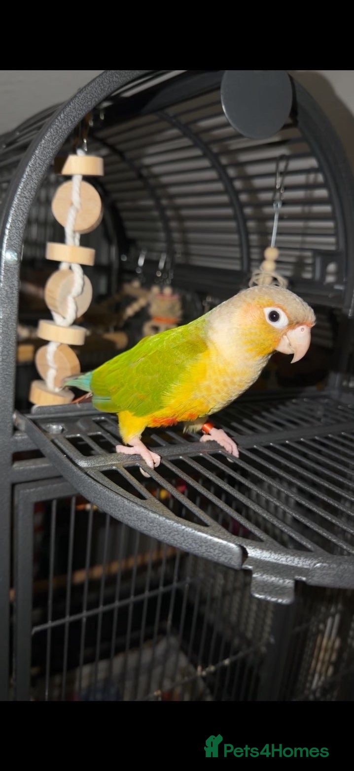 Conures birds Conure and cage - Advert 2