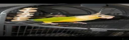 Conures birds for sale: Conure and cage - Advert 1
