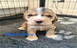Cocker Spaniel dogs for sale: Cocker Spaniel Pups, KC, Health Tested, Champ Line - Image 2