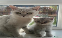 British Shorthair cats for sale: Pure breed British shorthair kittens - Image 12