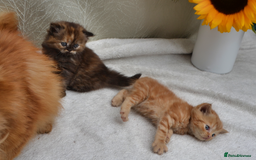 Exotic cats for sale: Stunning Persian Kittens!! - Image 12