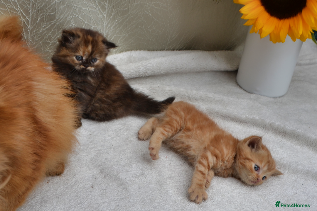 Exotic cats for sale: Stunning Persian Kittens!! - Image 12
