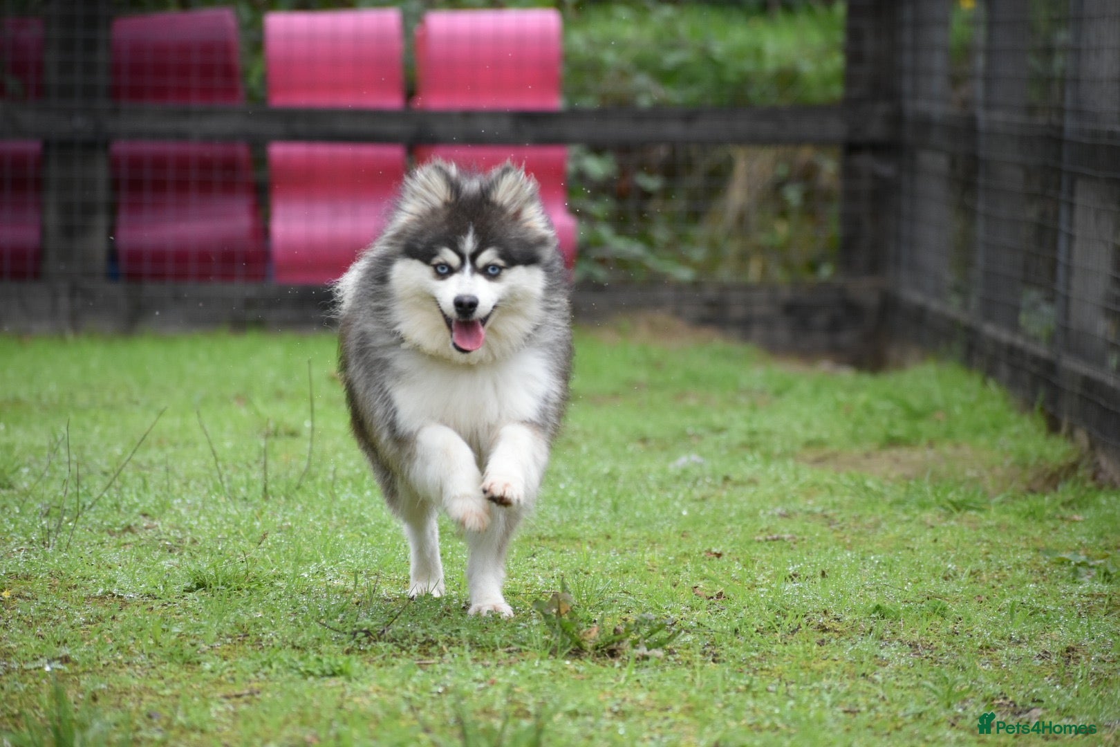 Pomsky dogs for stud: Blue & White Blue eyed Pomsky available for stud - Advert 1