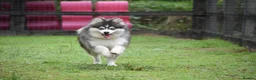 Pomsky dogs for stud: Blue & White Blue eyed Pomsky available for stud - Advert 1