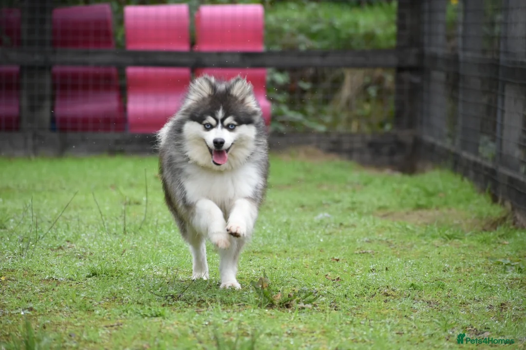 Pomsky dogs for stud: Blue & White Blue eyed Pomsky available for stud - Advert 1