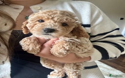 Jackapoo dogs for sale: Beautiful Jackapoo bitch - Image 2