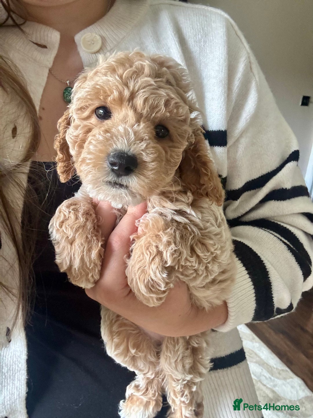 Jackapoo dogs for sale: Beautiful Jackapoo bitch - Image 2