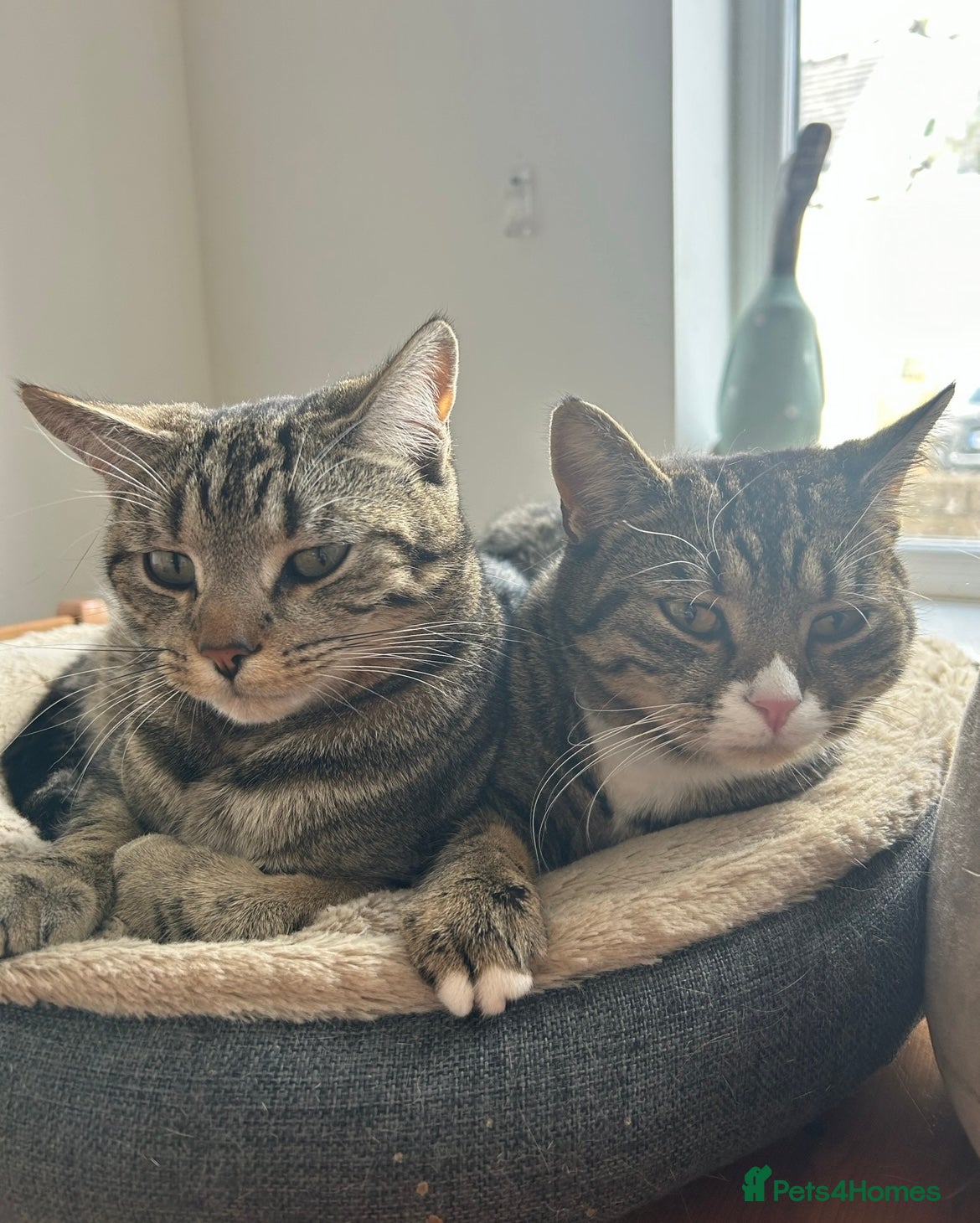 Domestic Shorthair cats Rehome two cats  - Advert 5