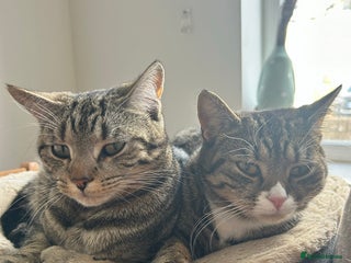 Domestic Shorthair cats - Advert 13