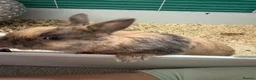Mixed Breed rabbits for sale: 1 year old rabbit  in Hatfield - Advert 4